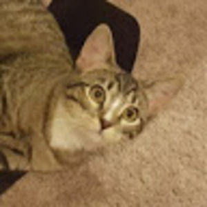 Meet your Posher, Jobie